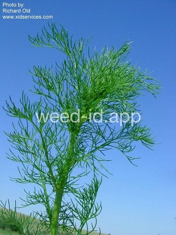 chamomile, scentless